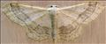 1713 (70.016) Riband Wave